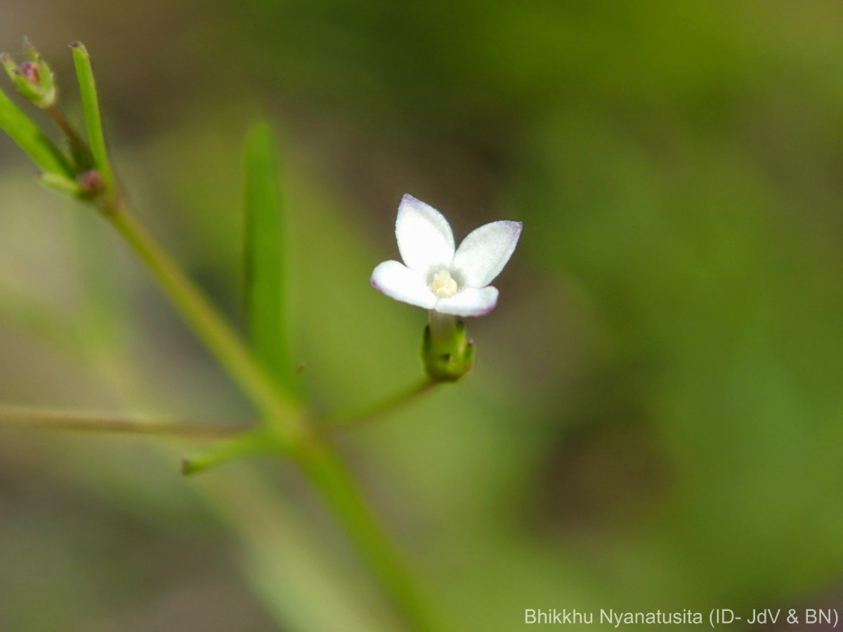 Oldenlandia herbacea (L.) Roxb.